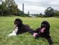 obama-new-dog_lea_mugshot_four_by_three.jpg