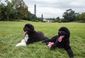 Obama New Dog_Lea.jpg