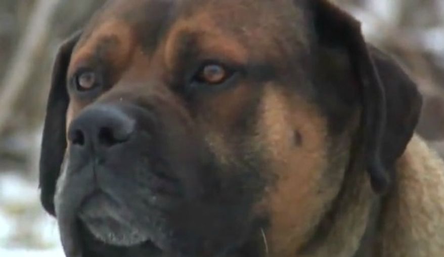 ** FILE ** A stray dog wanders the city of Detroit. (Associated Press video screenshot)