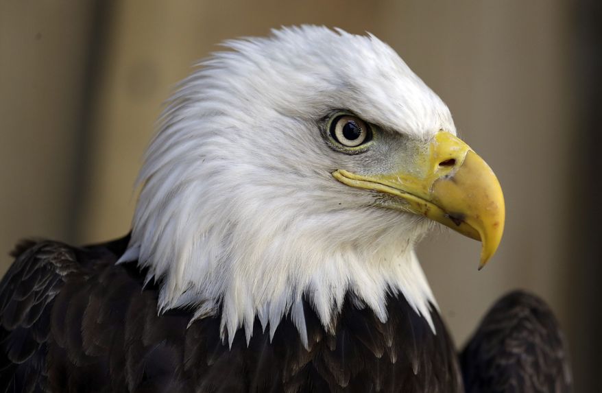 An American bald eagle (Associated Press) **FILE**
