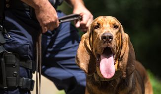 Sam, the Metropolitan Police Department&#39;s first bloodhound, chills out, during a press conference, in Washington, DC., Thursday, August 29, 2013.  (Andrew S Geraci/The Washington Times)