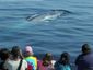 whale-watching-bonanz_star_2_mugshot_four_by_three.jpg
