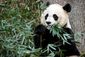 9_3_2013_national-zoo-panda-8201.jpg