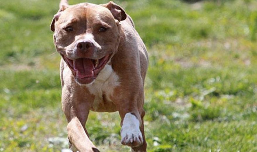 ** FILE ** A pit bull terrier (Associated Press)