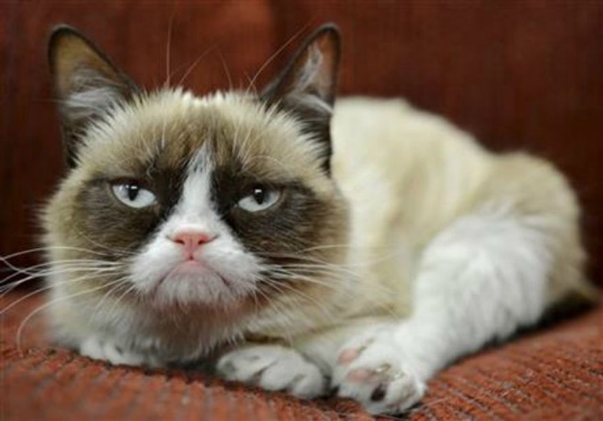 It probably won't affect her famous mood, but Grumpy Cat now has an endorsement deal. The St. Louis-based company announced Tuesday, Sept. 17, 2013, the frown-faced Internet sensation, real name Tardar Sauce, is now the "spokescat" for a Friskies brand of cat food. (AP Photo/Nestle Purina PetCare)