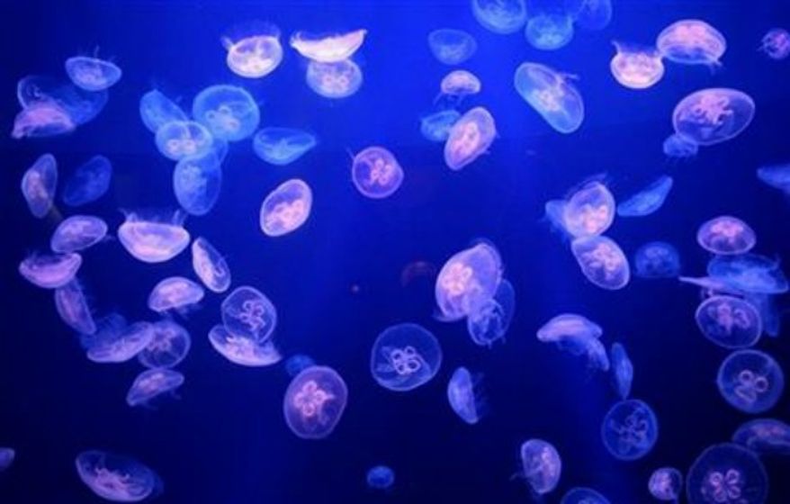 ** FILE ** Moon jellyfish (Associated Press)