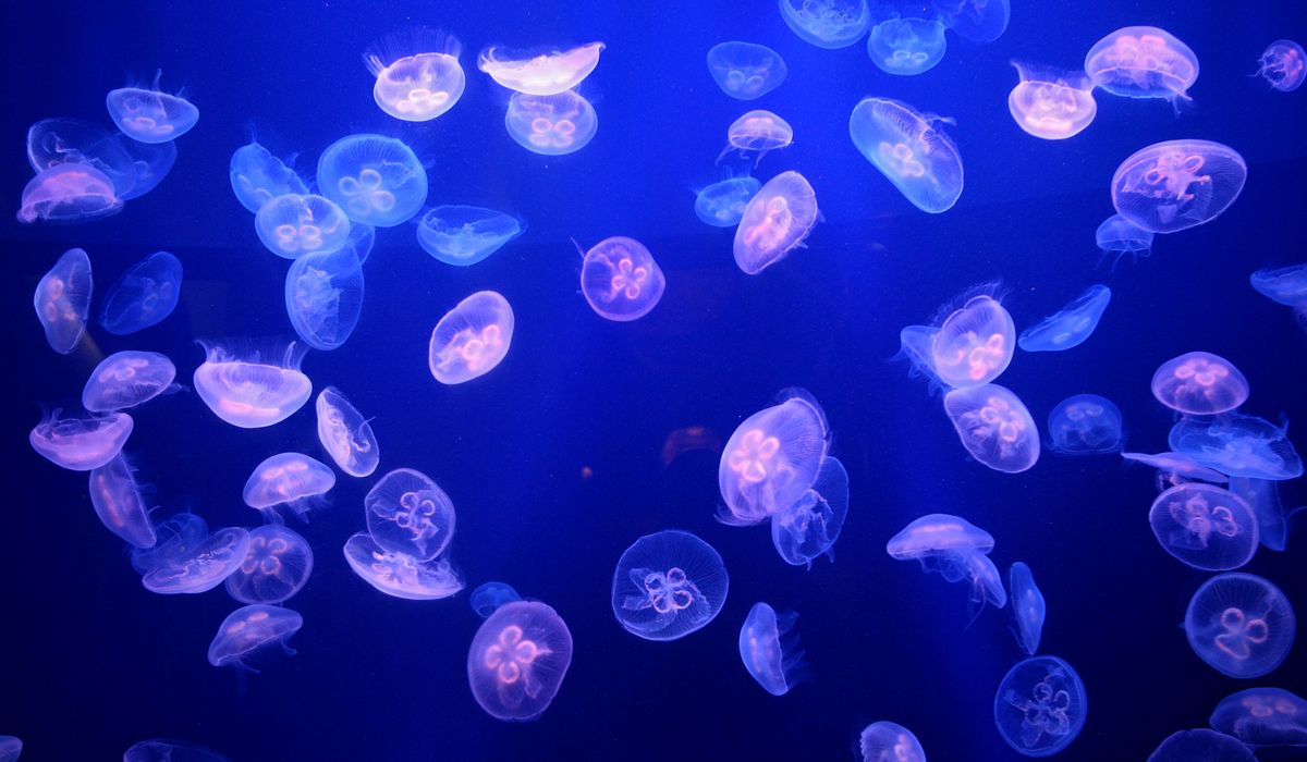 NextImg:Beachgoers in Florida county suffer hundreds of jellyfish stings over holiday weekend