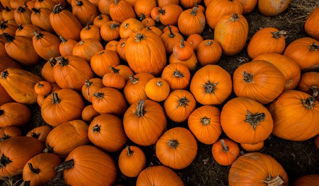 A variety of pumpkins lay on display and for purchase at the Immanuel Church on the Hill pumpkin patch, in Alexandria, VA., Monday, October 14, 2013.  (Andrew S Geraci/The Washington Times)
