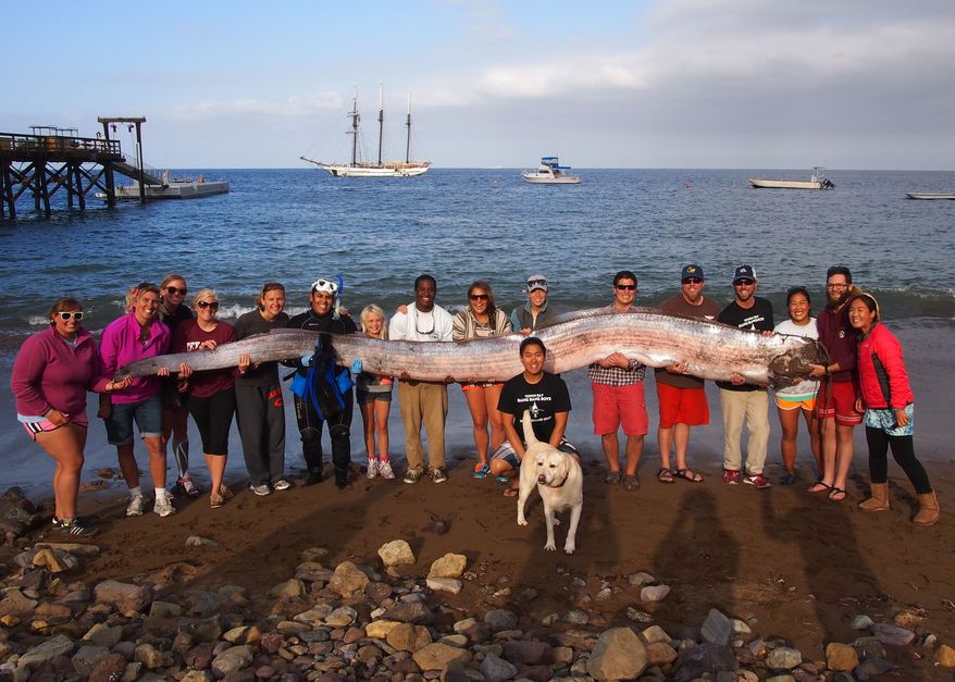 This photo released courtesy of the Catalina Island Marine Institute taken on Sunday Oct. 13, 2013 shows the crew of sailing school vessel Tole Mour and Catalina Island Marine Institute instructors holding an 18-foot-long oarfish that was found in the waters of Toyon Bay on Santa Catalina Island, Calif. A marine science instructor snorkeling off the Southern California coast spotted the silvery carcass of the 18-foot-long, serpent-like oarfish. (AP Photo/Catalina Island Marine Institute )