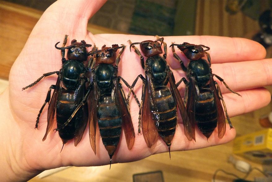 Giant Chinese hornets, also known as Vespa mandarinia. Image: IMGUR.com