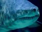 2_7_262013_get-out-shark8201_mugshot_four_by_three.jpg