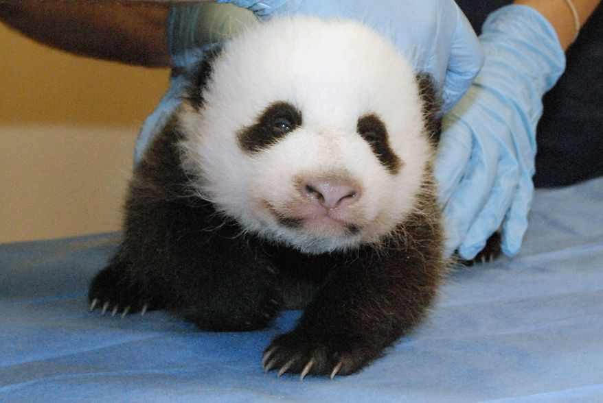 The National Zoo's panda cub underwent a physical Oct. 11 while the Panda Cam was dark and there was no news from the zoo. At the time of the exam mid-shutdown, the cub's eyes had partially opened and she was reacting to noises in the panda house. (Smithsonian National Zoo via Associated Press)
