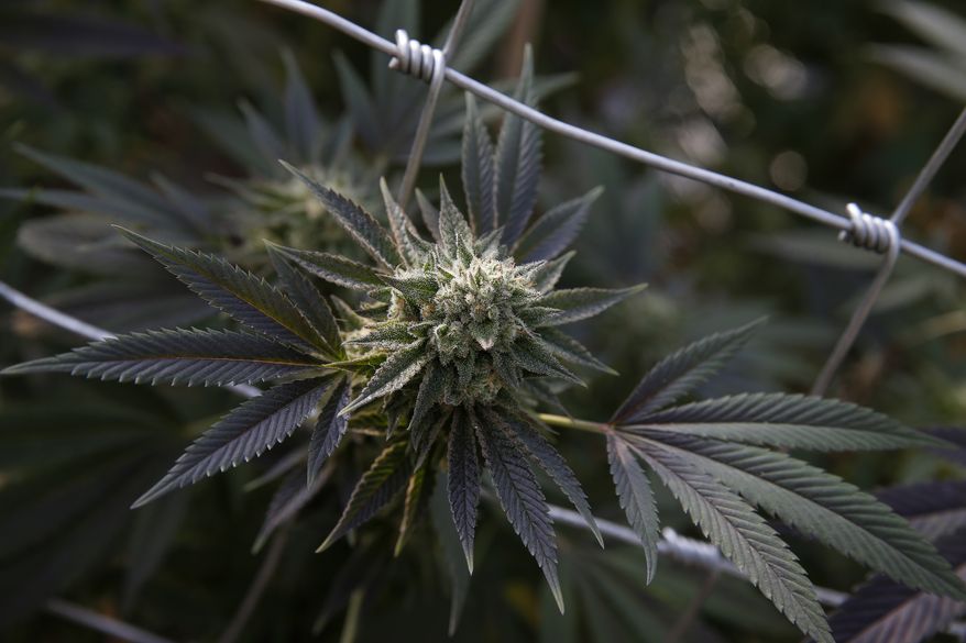 A marijuana plant grows at the River Rock marijuana growing facility, in Denver, Wednesday Oct. 23, 2013. Out of state activists, and several foreign lawmakers pushing for drug law reforms at home, took a close up look the evolving legal marijuana industry in Colorado when they toured River Rock Wednesday. (AP Photo/Brennan Linsley)