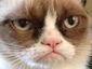 2_grumpy-cat-youtube_mugshot_four_by_three.jpg