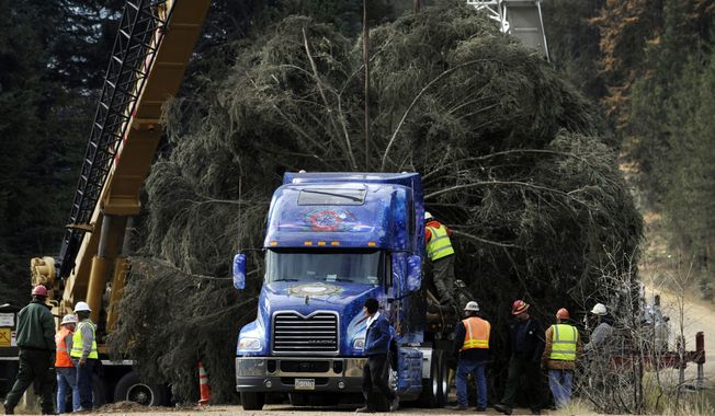 ** FILE ** The 2013 U.S. Capitol Christmas tree is lowered onto a semi-truck in the Colville National Forest in Usk, Wash., on Friday, Nov. 1, 2013. (AP Photo/The Spokesman-Review, Kathy Plonka)  