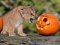 britain-halloweenjpeg-068bd_mugshot_four_by_three.jpg