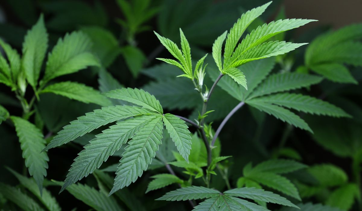 NextImg:Chief executive of illegal marijuana delivery service pleads guilty to money laundering