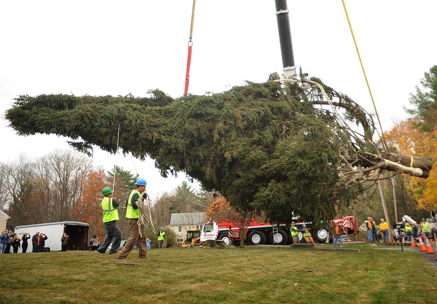 The new Rockefeller Center Christmas tree, a Norway spruce about 80-feet tall, is loaded on to a trailer from the property of the Vargoshe family in Shelton, Conn., on Thursday, Nov. 7, 2013. The tree-lighting ceremony is scheduled for Dec. 4. The tree will remain on display until Jan. 7. (AP Photo/The Connecticut Post, Brian A. Pounds)
