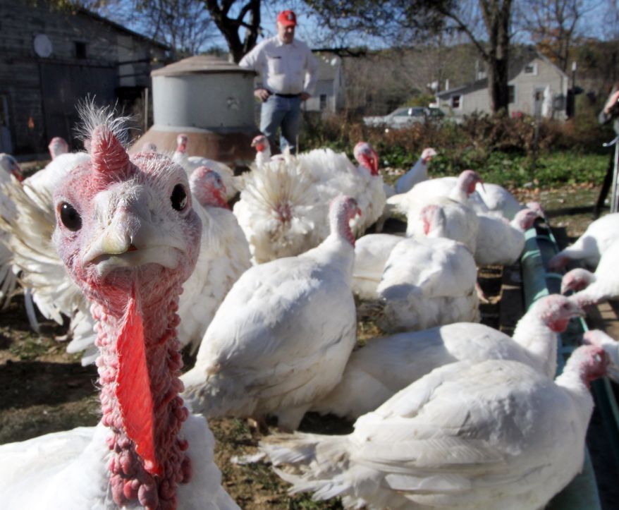 In this photo taken Tuesday, Oct. 29, 2013, Joe Morette watches as his flock of turkeys drink beer from the trough in Henniker, N.H. Morette says that birds are just like humans and get beer bellies and insists it makes them fatter, more flavorful, and juicer. (AP Photo/Jim Cole)