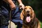 BLOODHOUND_009_08291549.jpg