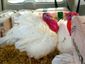 11242013_turkeys8201_mugshot_four_by_three.jpg