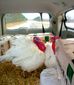 11242013_turkeys8201.jpg