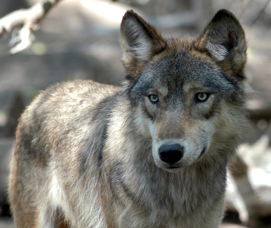 A gray wolf at the Wildlife Science Center in Forest Lake, Minn. (ASSOCIATED PRESS)