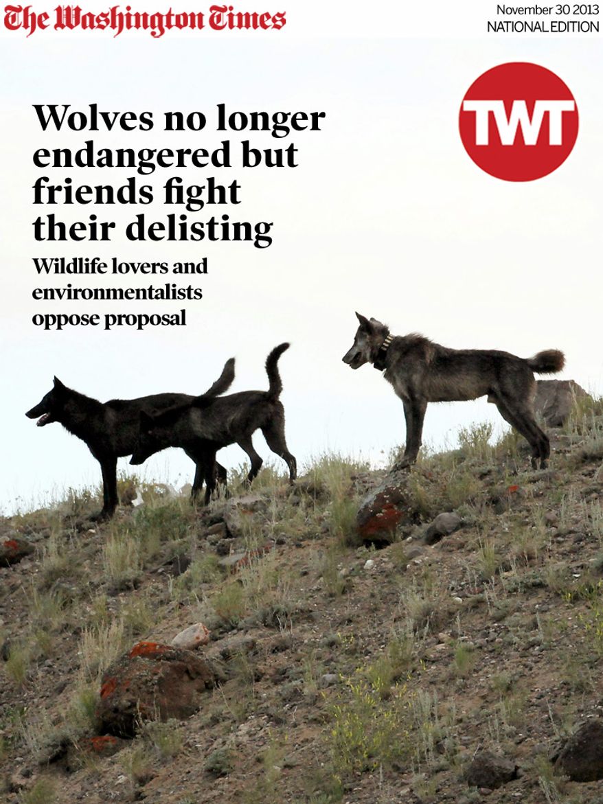 National Edition News Cover for November 30, 2013 - Wolves no longer endangered but friends fight their delisting: In this August 2012 file photo provided by Wolves of the Rockies, the Lamar Canyon wolf pack moves on a hillside in Yellowstone National Park, Wyo. As the progeny of wolves reintroduced to Yellowstone and central Idaho in 1995 and 1996 spread across the West, an accidental experiment has developed. A temporary court order has made Oregon a wolf-safe zone, where wildlife agents are barred from killing wolves that attack livestock. Over the past year, the numbers of wolves has risen to 46 in Oregon, but livestock attacks have remained static. In neighboring Idaho, the number livestock attacks rose dramatically as the numbers of wolves killed by hunters and wildlife agents also increased. (AP Photo/Wolves of the Rockies, File)