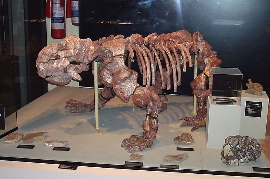 Dinodontosaurus: (Image: Wikimedia Commons)