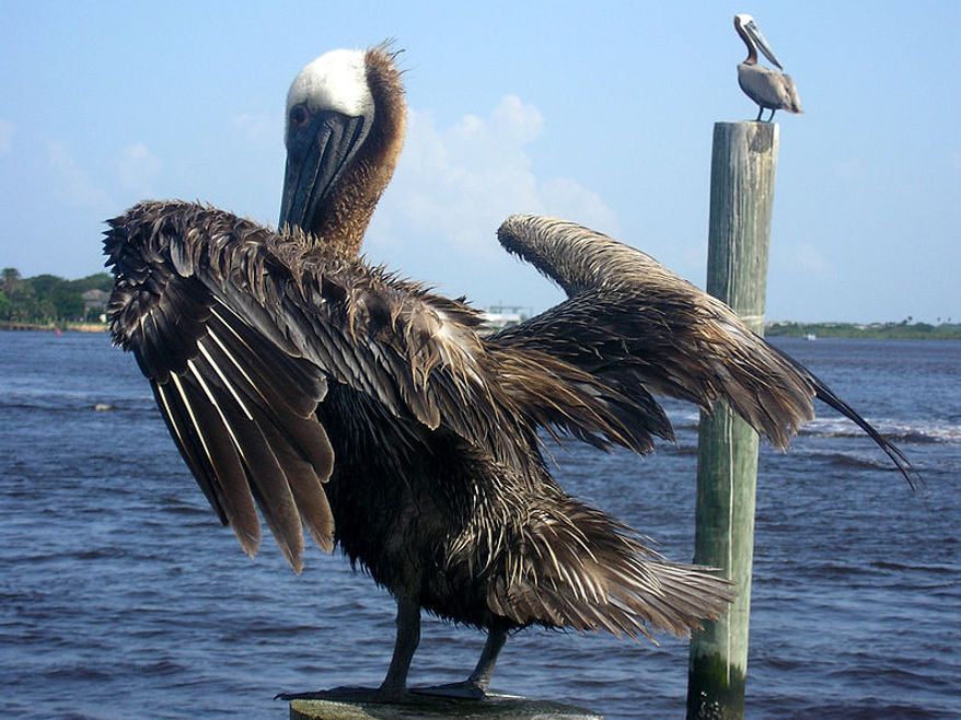 The Brown Pelican is one of the best known and most prominent birds found in the coastal areas of the southern and western United States. (Image: Wikimedia Commons)