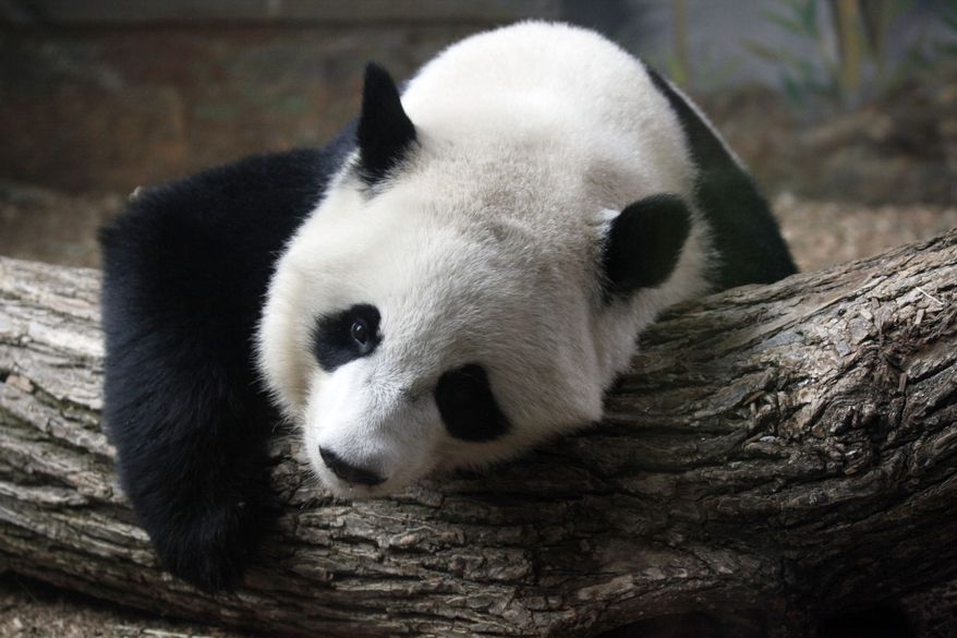 **FILE** Po, a 2-year-old giant panda, takes a rest inside an exhibit at Zoo Atlanta on July 2, 2013. (Associated Press)