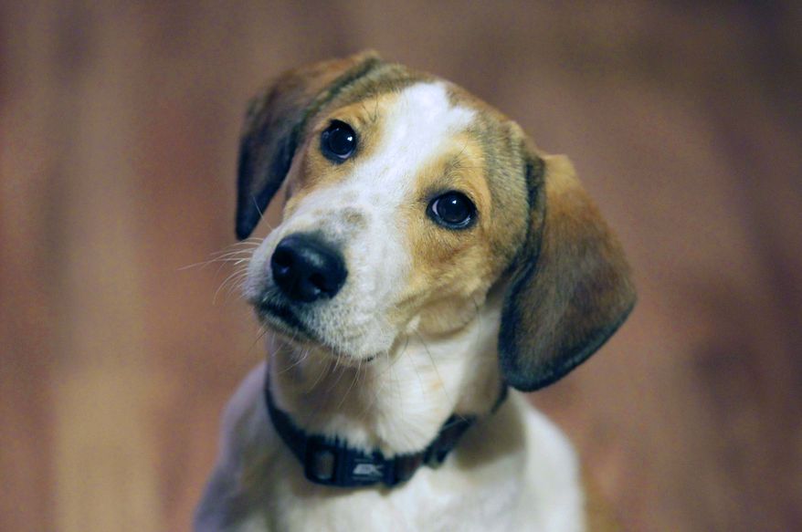 ** FILE ** In this Oct. 28, 2011, file photo, Daniel, who is better known as the "Miracle Dog", waits for a treat in the home of Mark and Jill Pavlik in Rochelle Park, N.J., where he was being fostered upon his arrival in the state. The stray beagle mix, who walked out unscathed from the carbon monoxide administered by the Animal Control Department in Florence, Ala., will be among eight shelter dogs riding on a float in the Rose Parade in Pasadena, Calif., on New Year's Day. (AP Photo/Julio Cortez, File)