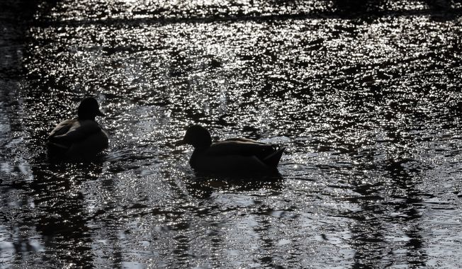 Ducks swim in a pond in a Milan park, Italy, Friday, Dec. 27, 2013. (AP Photo/Luca Bruno)