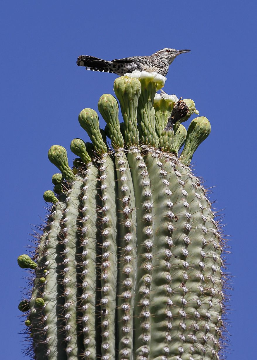 A cactus wren finds a perch atop a flowering saguaro cactus in Arizona. The popular desert plant also has become attractive to poachers and vandals. (Associated Press)