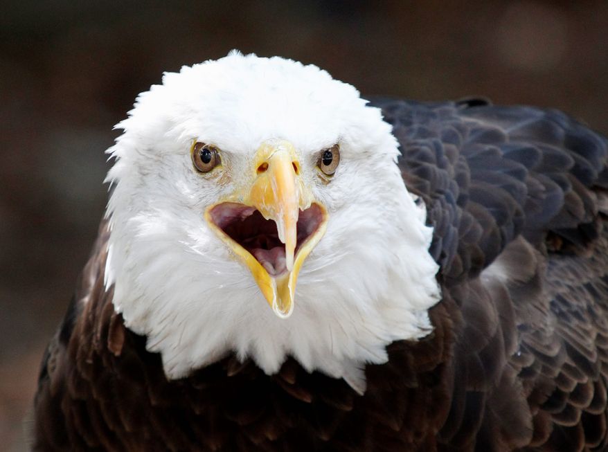 Killing a bald eagle is a federal offense. "A regular person cannot take, harm or capture a bald eagle," said Candus Thompson, Maryland Department of Natural Resources Police spokeswoman. Two bald eagles were shot dead recently in Montgomery County. (associated press)