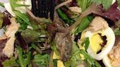 dead+frog+salad+kathryn+laurie.jpg