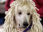 dog_4644_mugshot_four_by_three.jpg
