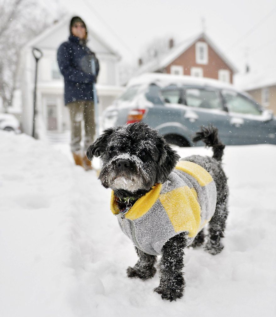 Snow sticks to Nikko's fur and sweater as the 10-year-old Havanese dog plays in the snow with his owner, Laurie Edwards, at rear, outside their house on Plum Street in Erie, Pa. on Thursday, Jan. 2, 2014. A winter storm promising significant snowfall, strong winds and frigid air bore down Thursday on the Northeast, making commutes hazardous for the first work day of the new year and giving some students an extra day off school following Christmas break. (AP Photo/Erie Times-News, Andy Colwell) MAGS OUT; TV OUT