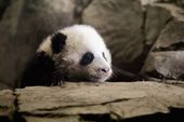 1_6_2014_panda-20140106-011-8201.jpg