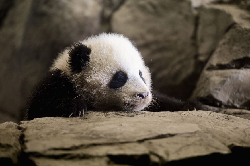 Bao Bao, the giant panda cub at the Smithsonian's National Zoo, will make her public debut Jan. 18. (ANDREW HARNIK/THE WASHINGTON TIMES)
