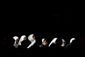 APTOPIX Vatican Pope Epiphany.JPEG-00129.jpg