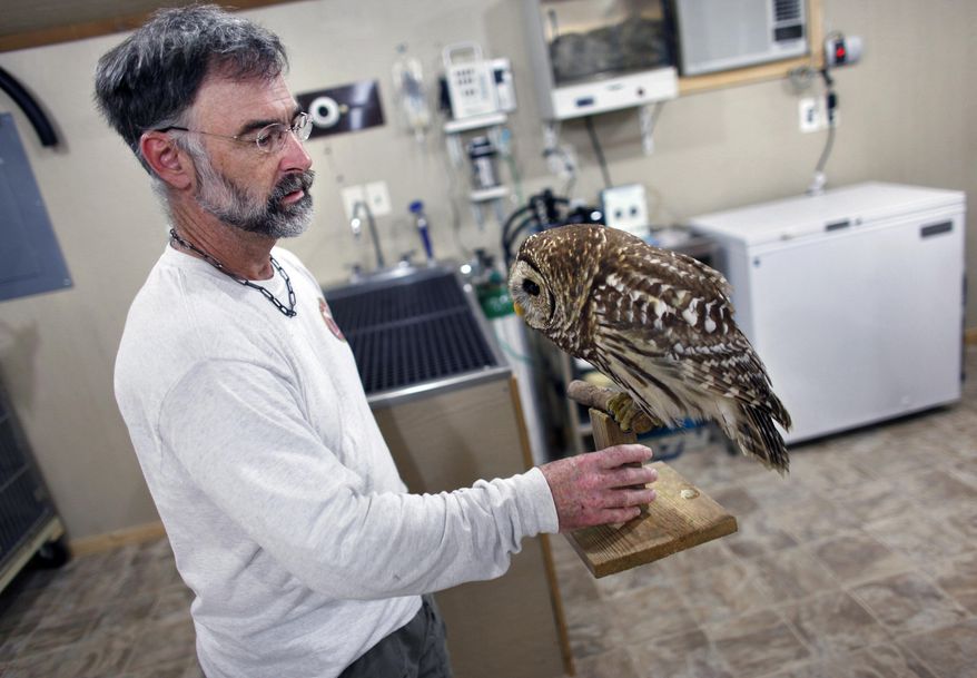 ADVANCE FOR SUNDAY JAN. 12 - In this Dec. 23, 2013 photo,wildlife rehabilitator Lou Browning removes a female Barred Owl from its cage to examine the bird's eye at Browning's Hatteras Island Wildlife Rehabilitation facility in Frisco, N.C. The bird was hit by a car and Browning determined it was blinded in one eye. Browning is federally licensed and volunteers his time to operate the nonprofit Hatteras Island Wildlife Rehabilitation Inc. (AP Photo/The Virginian-Pilot, Stephen M. Katz) MAGS OUT