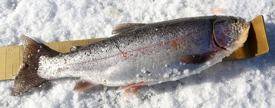 ADVANCE FOR WEEKEND EDITIONS JAN. 11-12 - This Thursday, Jan. 2, 2014 photo shows a rainbow trout caught by Stan Massey at Magic Reservoir, Idaho. (AP Photo/The Times-News, Ashley Smith) MANDATORY CREDIT