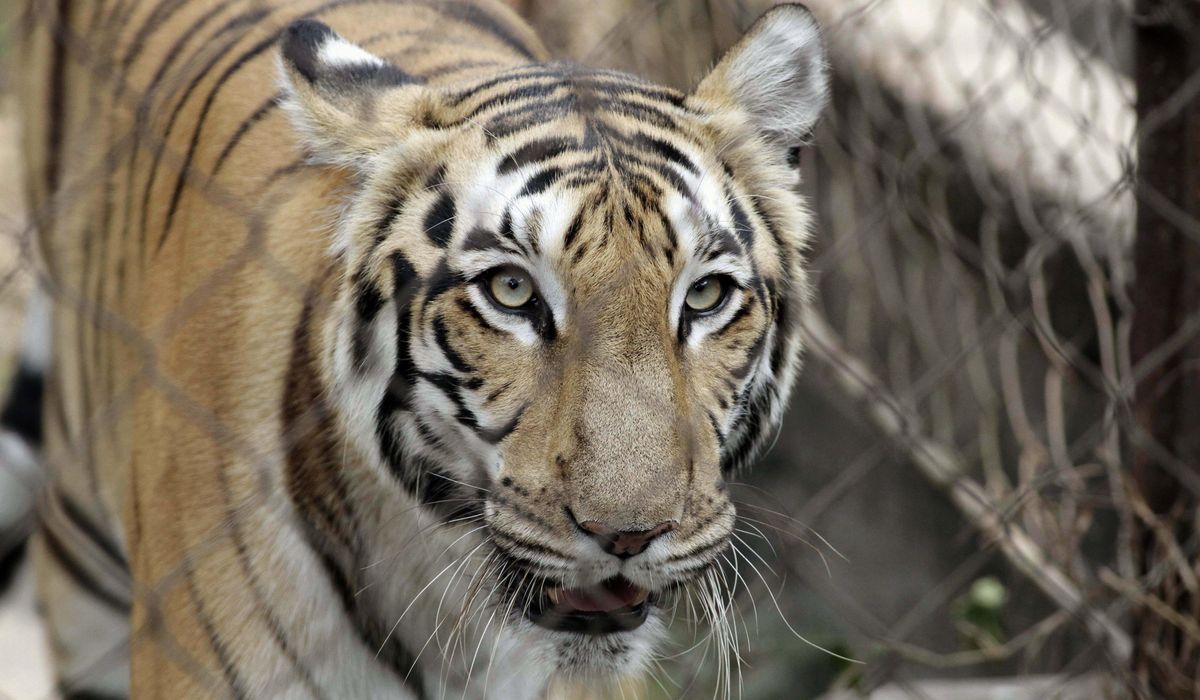 NextImg:Escaped tiger from Mexican zoo near U.S. border is recaptured