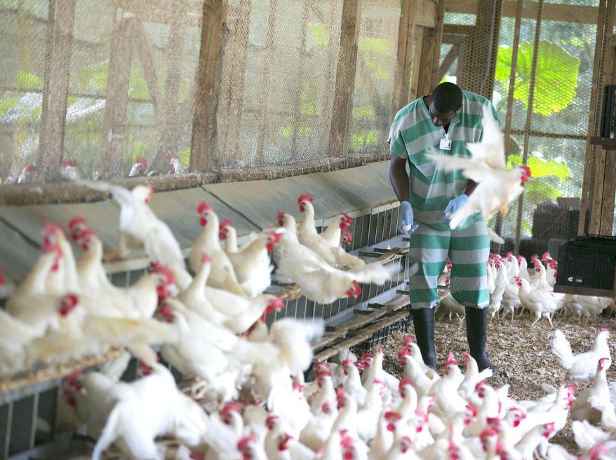 Marion County Inmate Damion Sanders looks for eggs in one of the chicken houses at an inmate work farm Ocala, Fla., on Jan. 6, 2014. The inmate work farm and University of Florida citrus groves supply the Jail with fresh fruit, vegetables, eggs and some meat. (AP Photo/Ocala Star-Banner, Alan Youngblood) MAGS OUT