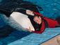 SeaWorld_Death_Lea_mugshot_four_by_three.jpg
