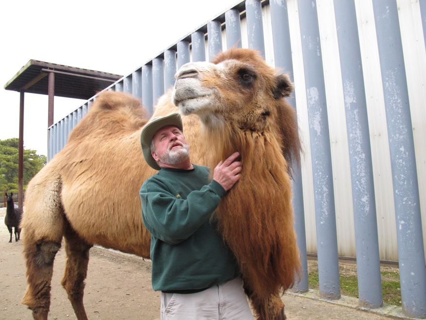 FILE - In a Thursday Jan. 26, 2012 file photo, Princess, left, a Bactrian camel famous for her ability to correctly predict the winner of football games, stands with John Bergmann, general manager of Popcorn Park Zoo in Lacey Township, N.J. Princess was euthanized Tuesday, Jan. 14, 2014 after arthritis made it impossible for the 26-year-old animal to stand, said Bergmann, just weeks before the state is set to host its first Super Bowl. Princess correctly picked the Baltimore Ravens in last year's Super Bowl. Her best run came in the 2008 season, when she picked 17 of 22 games correctly, including the Pittsburgh Steelers to win Super Bowl XLIII. (AP Photo/Wayne Parry, File)