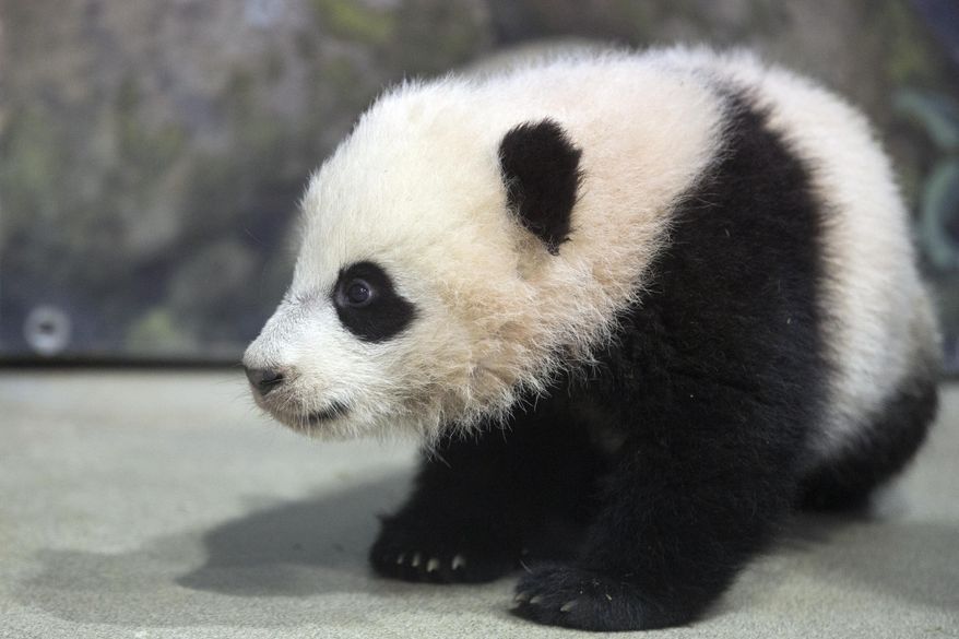 File-This Jan. 7, 2014, file photo shows Bao Bao, the four and a half month old giant panda cub sitting in her indoor habitat at the Smithsonian's National Zoo in Washington. The National Zoo in Washington has extended its hours this weekend for the giant panda house as Bao Bao (bow bow) makes her public debut. Saturday was the first chance for the public to see the 5-month-old cub. The zoo says the panda house will be open from 8 a.m. to 4:30 p.m. Saturday, Sunday and Monday. Visitors are allowed into the building in small groups to avoid overcrowding. (AP Photo/Charles Dharapak, File)