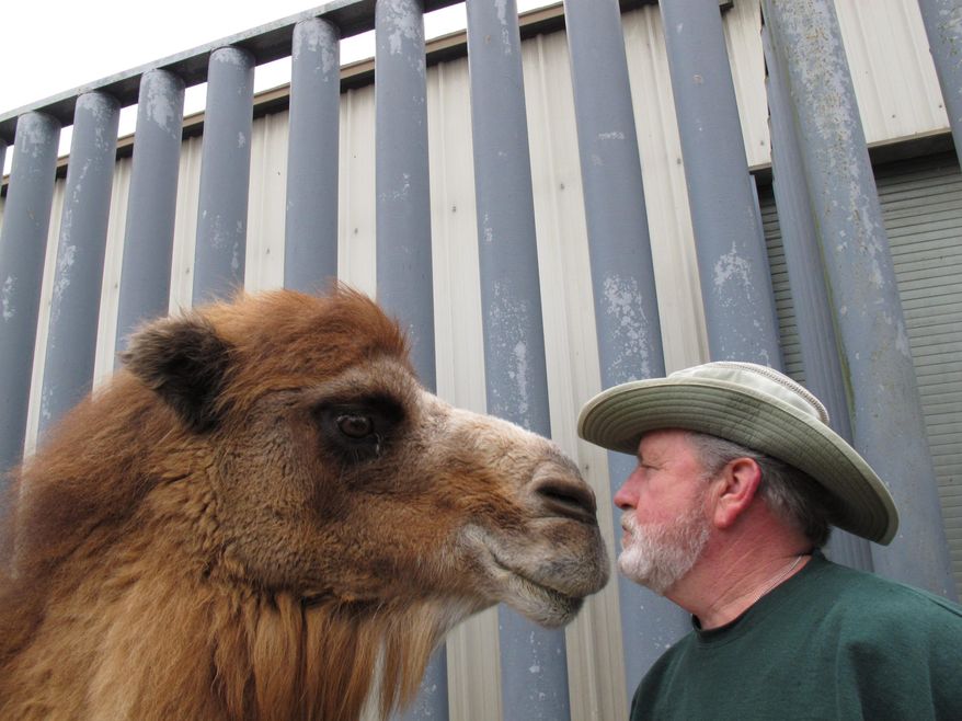 FILE - In a Thursday Jan. 26, 2012 file photo, Princess, left, a Bactrian camel famous for her ability to correctly predict the winner of football games, nuzzles with John Bergmann, general manager of Popcorn Park Zoo in Lacey Township, N.J. Princess was euthanized Tuesday, Jan. 14, 2014 after arthritis made it impossible for the 26-year-old animal to stand, said John Bergmann, manager of the Associated Humane Society’s Popcorn Park Zoo, just weeks before the state is set to host its first Super Bowl. Princess correctly picked the Baltimore Ravens in last year's Super Bowl. Her best run came in the 2008 season, when she picked 17 of 22 games correctly, including the Pittsburgh Steelers to win Super Bowl XLIII. (AP Photo/Wayne Parry, File)