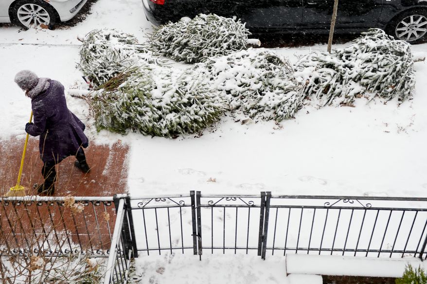 Christmas trees accumulate snow as Trena Blodgett sweeps snow off the sidewalk in front of her condo building in the Shaw neighborhood as snow accumulates in the Washington region, Washington, D.C., Tuesday, January 21, 2014. (Andrew Harnik/The Washington Times)